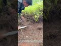 How to Use a Scythe to Clear Land FAST!