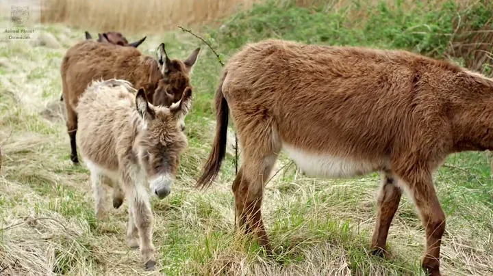 10 Surprising Facts About Donkeys You Never Knew! | Animal Planet Chronicles