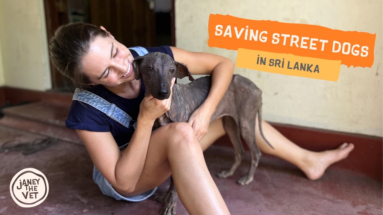 I Left My Life at 26 to Save Sri Lanka’s Street Dogs 🥹 - YouTube