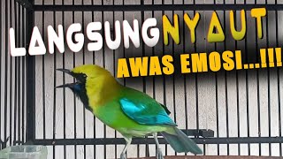 cucak ranting asli gacor jernih cocok untuk memancing agar ikut emosi...