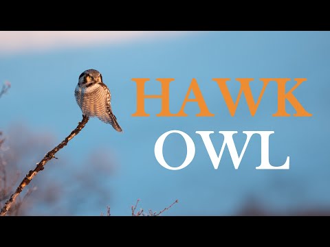 Video: Hawk Owl: popis a fotografia