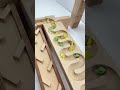 Relaxing ASMR marble run video #marblesrace #marblerun #marblesofig #asmr #woodentoys #woodworking