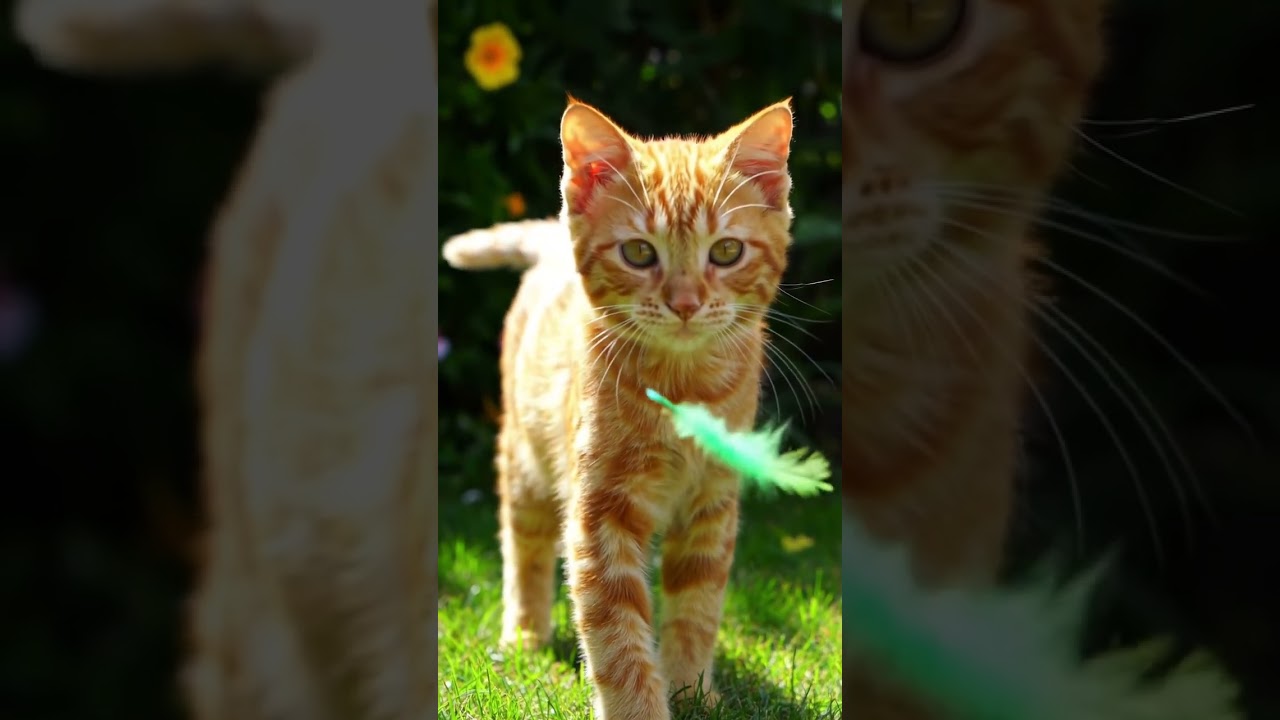 Feather-Chasing Lawn Kitten 