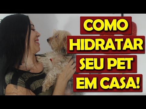 Vídeo: Como reidratar o seu cão após o vômito