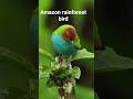 Amazon rainforest bird. #shorts #youtubeshorts