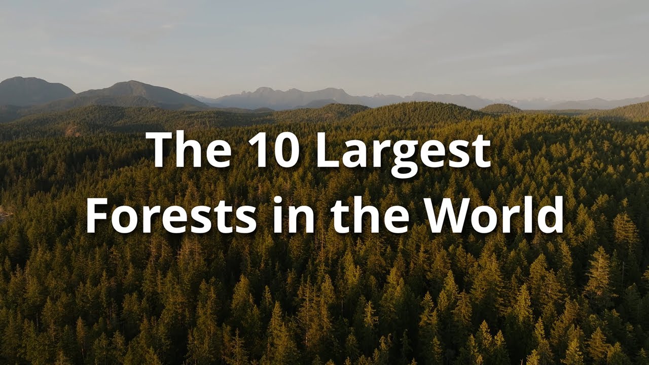the-10-largest-forests-in-the-world-youtube
