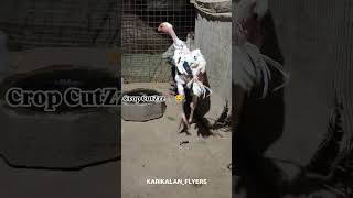 STYLE பாண்டி😂#sevalsandai #seval #kattuseval #trendingshorts #tamil #tamiltrending#viral#viralvideo