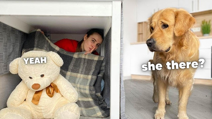 Playing Hide and Seek with My Dog - Part 2