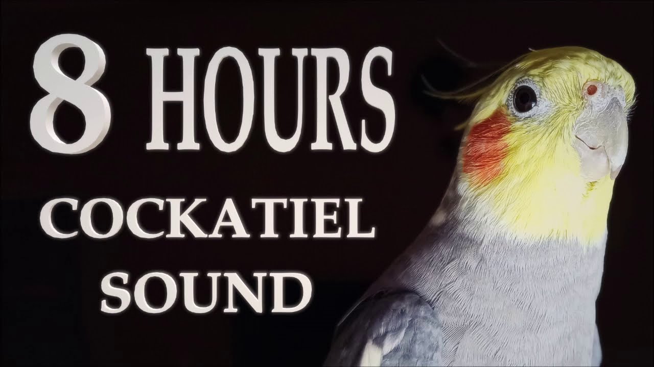 Cockatiel Sound 8 HOURS - YouTube