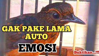 Download Lagu Pancingan murai trotol agar ngeplong dan murai batu pastol bunyi gacor | Kretekan murai batu 19 MP3