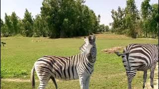 Zebra mating. animal videos