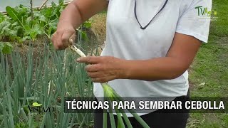 Técnicas para sembrar cebolla - TvAgro por Juan Gonzalo Angel Restrepo
