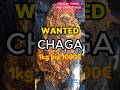 CHAGA-Gold des Waldes. Heilpilz mit Wunderkräften #pilze #pilzesammeln #heilpilz #chaga #vitalpilz