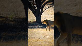 Lion King Meets Namibia