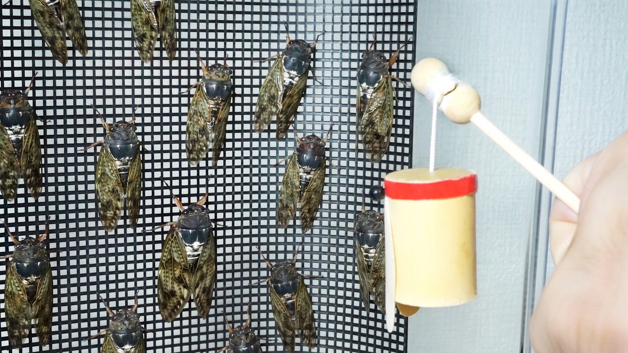 大量のセミの前で蝉笛を鳴らすと…とんでもないことになった