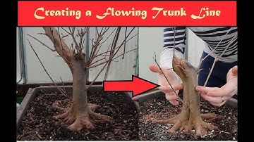 Creating A Flowing Trunk Line (Ebihara Maple Bonsai Work Part 3)