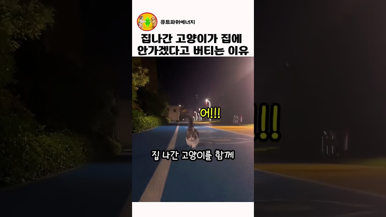 집에가기 싫은 고양이 그이유는?