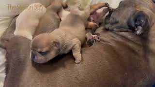 Puppies Family💞 Day 14 Fur Baby French Bulldogs Breastfeeding #viralvideos #puppyvideos