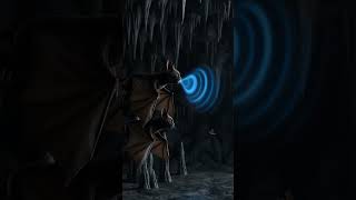 🌍 A bat can navigate using sound