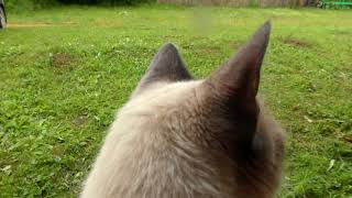 Cat and Kitten in the Village by CAT for ALL 71 views 3 years ago 2 minutes, 38 seconds