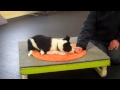 CALM gets everything, PUSHY gets nothing - puppy training CALM gets everything, PUSHY gets nothing - puppy training