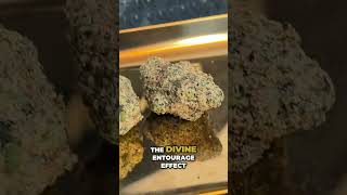 Unlock Cannabis Magic: The Divine Entourage Effect Explained!