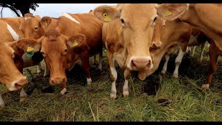 Protecting a rare breed: the Guernsey cow