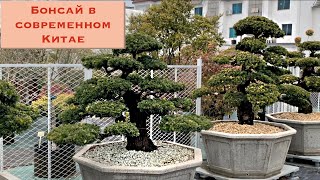 Бонсай в современном Китае. Bonsai in China today