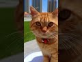 Ох уж эти котики в Астане