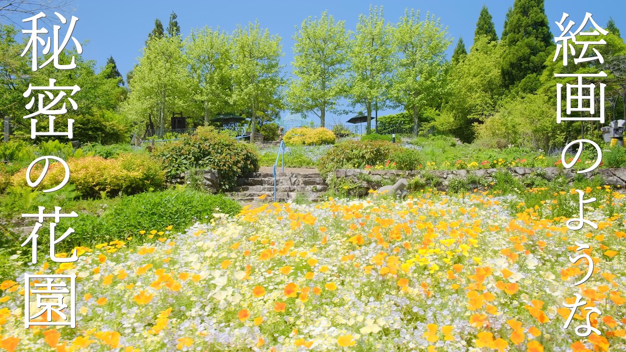 花と地球 4K】Kyoto Secret Flower Garden in the Sky ｜ Wisteria, Nemophila