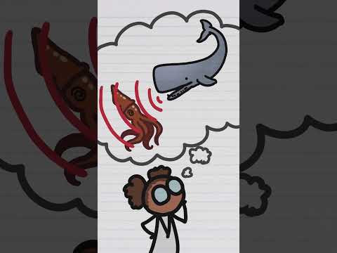 How do Sperm Whales catch Giant Squid?