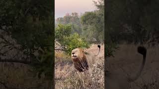 Leon rugiendo con fuerza ⚔️1/2 machos Ndhzenga🔥#bigcats #lion #lionking #leão