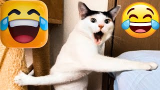 Funny Animal Videos 2023 😂😹 - Funniest Cats And Dogs Video 🤣😹-CatBlatt by CatBlatt 405 views 1 year ago 6 minutes, 6 seconds