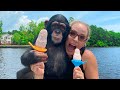 Baby chimp learns to make popsicles