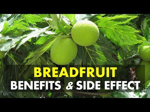 Breadfruit Benefits and Side Effects | Breadfruit He alth Benefits