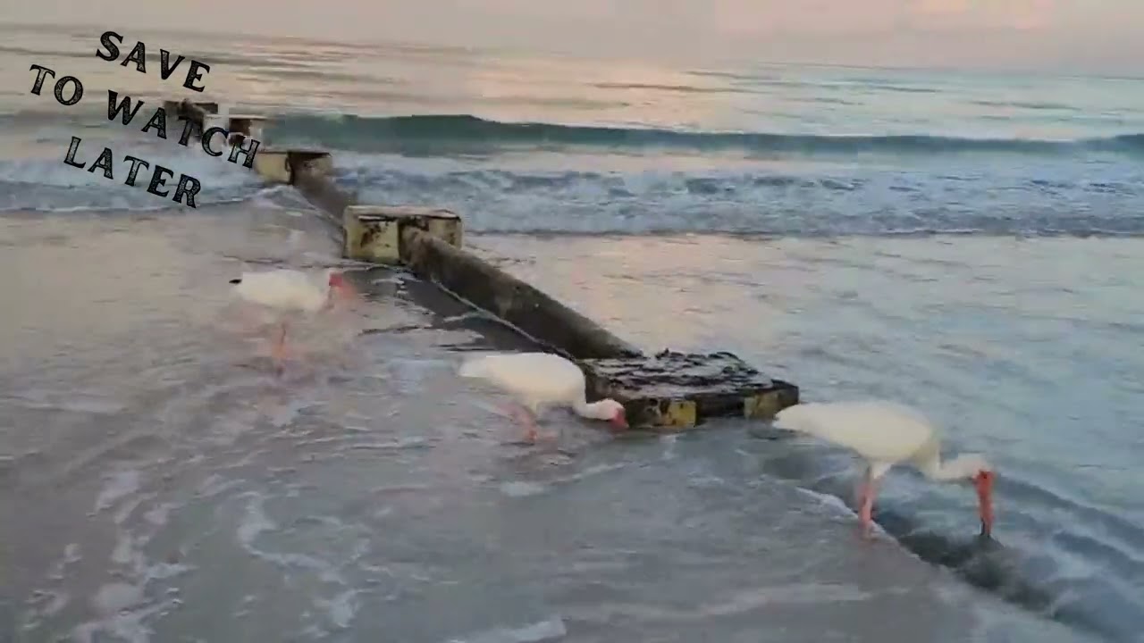 Mornings at Madeira,  Beach Birds Scavenging the Shoreline