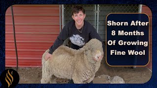 Juda The Rambouillet Wether & His Fleece by Right Choice Shearing 66,048 views 10 months ago 11 minutes, 4 seconds