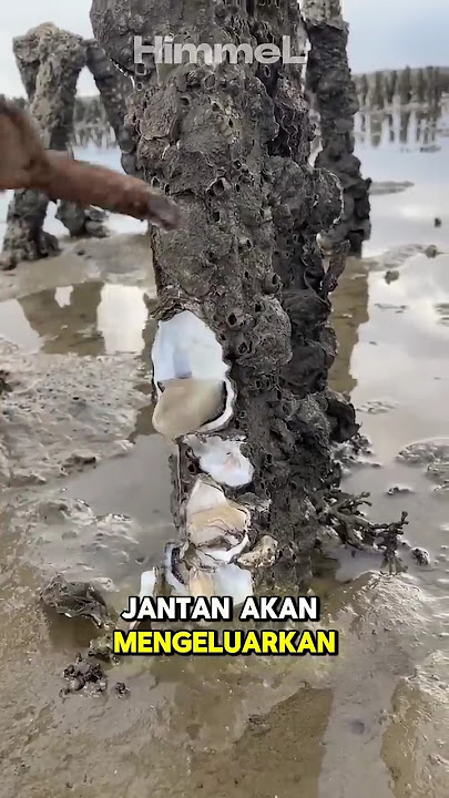 bagaimana cara Tiram berkembang biak ⁉️🦪 #shorts #shortvideo