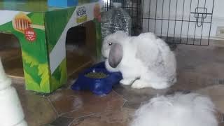 Rayne Rabbit Bunny Eating Food after Shedding Fur Ball with Fluffy Texture of Cotton Candy!!