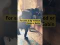 New entry Kartik dairy farm rasida top joti 6 kg or 3 mahine Gabin