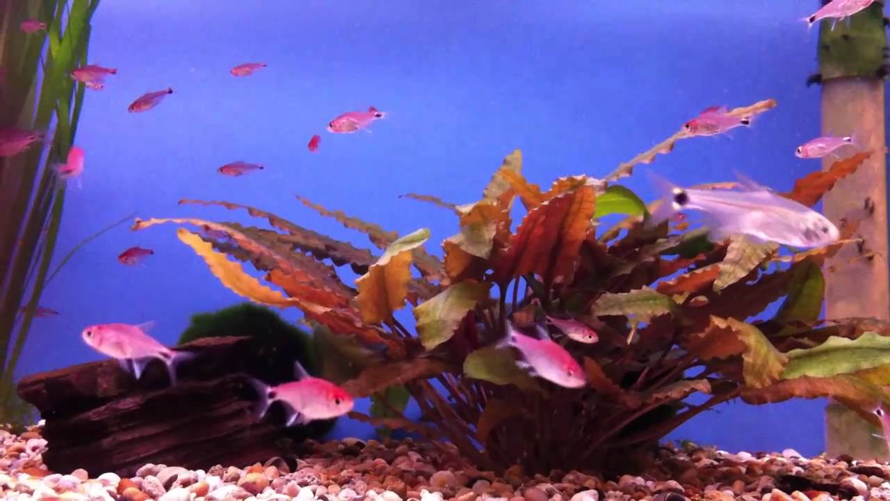 knowledge base Ruby Tetra @ Sweet Knowle Aquatics