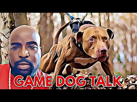 GAME DOG TALK EPISODE 108 : WHAT IS PURE BLOOD TODAY ?