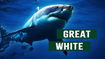 The Great White Shark: The Ocean