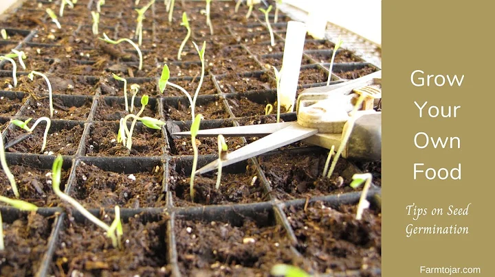 Grow your own food - Tomato & Vegetable Seed Germi...