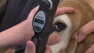 Cataracts in Dogs and Cats  VetVid Episode 011