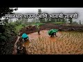         rice farming konkan sangameshwar  kokankar avinash