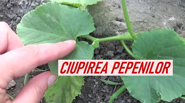 Ciupirea pepenilor galbeni