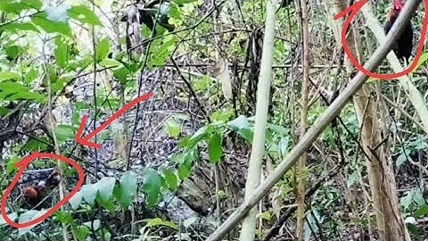 Dib qaib qus tuaj zoo heev #ต่อไก่ป่า 11/11/2025