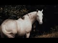 Way Down We Go || Equestrian Music Video