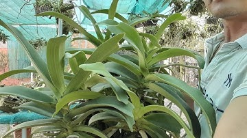 6/9 lan ngọc điểm giá rẻ. số điện thoại, zalo 0987157820||@vuonlanhaiyen